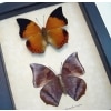 Charaxes bernardus crepax Set Butterflies Tawny Rajah Butterfly Framed Taxidermy Display