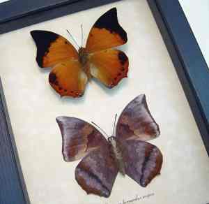 Charaxes bernardus crepax Set Butterflies Tawny Rajah Butterfly Framed Taxidermy Display