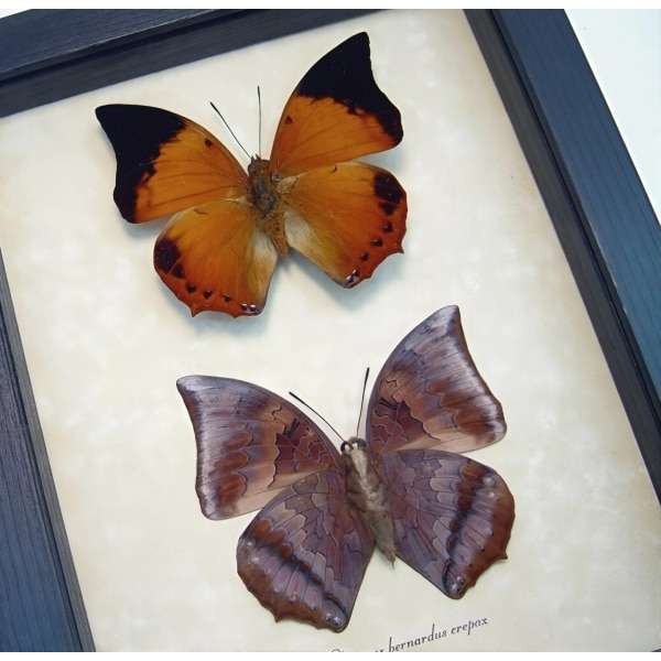 Charaxes bernardus crepax Set Butterflies Tawny Rajah Butterfly Framed Taxidermy Display
