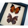 Charaxes bernardus crepax Set Butterflies Tawny Rajah Butterfly Framed Taxidermy Display