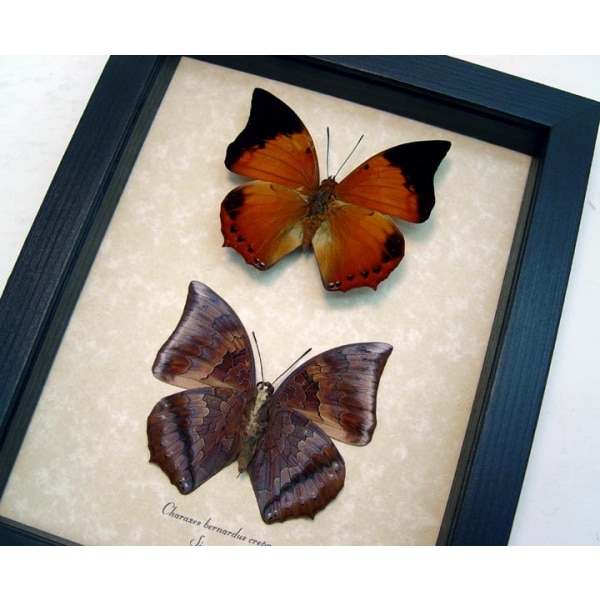 Charaxes bernardus crepax Set Butterflies Tawny Rajah Butterfly Framed Taxidermy Display