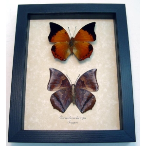 Charaxes bernardus crepax Set Butterflies Tawny Rajah Butterfly Framed Taxidermy Display