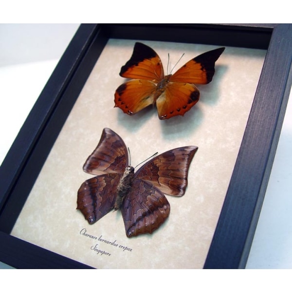 Charaxes bernardus crepax Set Butterflies Tawny Rajah Butterfly Framed Taxidermy Display
