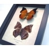 Charaxes bernardus crepax Set Butterflies Tawny Rajah Butterfly Framed Taxidermy Display