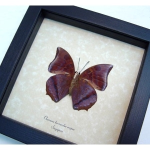 Charaxes bernardus crepax verso Tawny Rajah Butterfly Framed Taxidermy Display