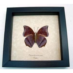 Charaxes bernardus crepax verso Tawny Rajah Butterfly Framed Taxidermy Display