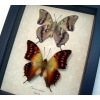 Charaxes candiope Pair Butterflies Dagger Tails Framed Butterfly Taxidermy Display