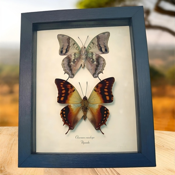 Charaxes candiope Framed African Butterflies Butterfly Taxidermy Display Charaxes candiope Framed African Butterflies Butterfly Taxidermy Display