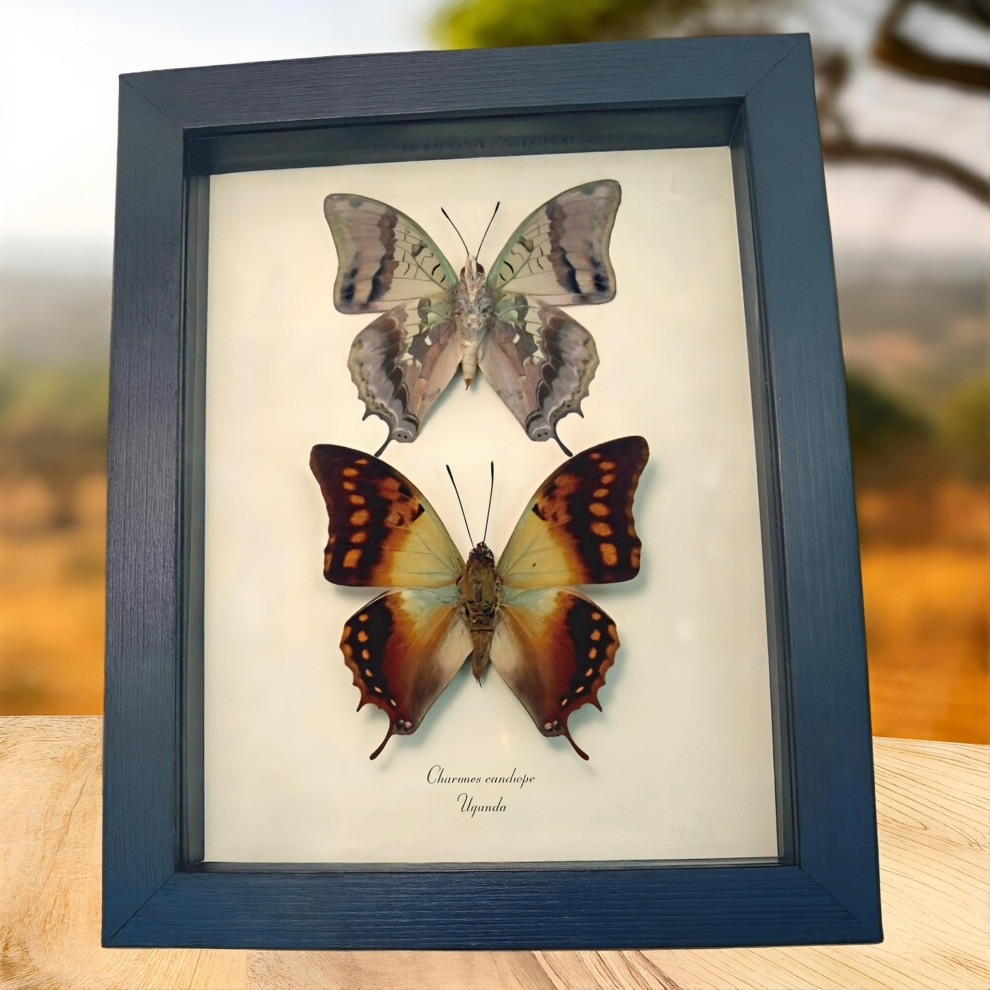 Charaxes candiope Framed African Butterflies Butterfly Taxidermy Display