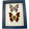 Charaxes candiope Framed African Butterflies Butterfly Taxidermy Display