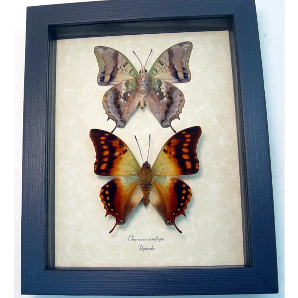 Charaxes candiope Pair Butterflies Dagger Tails Framed Butterfly Taxidermy Display