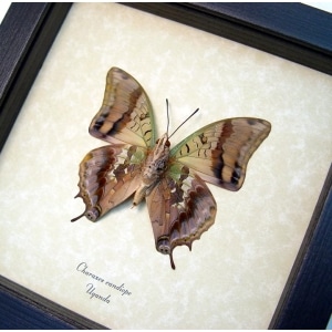 Charaxes candiope verso Dagger Tail Butterfly Framed Taxidermy Display
