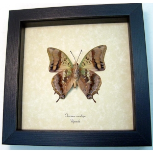 Charaxes candiope verso Dagger Tail Butterfly Framed Taxidermy Display