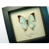 Charaxes kahldeni Mint Green Butterfly Framed Taxidermy Display