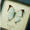 Charaxes kahldeni Mint Green Butterfly Framed Taxidermy Display
