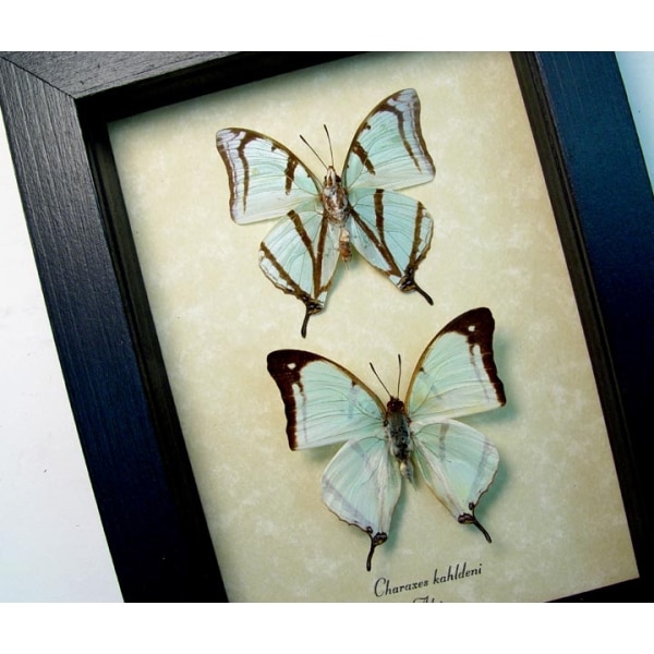 Charaxes kahldeni Pair Framed Butterfly Taxidermy Display
