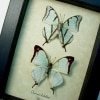 Charaxes kahldeni Pair Butterflies Framed Butterfly Taxidermy Display