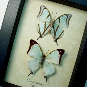 Charaxes kahldeni Pair Butterflies Framed Butterfly Taxidermy Display