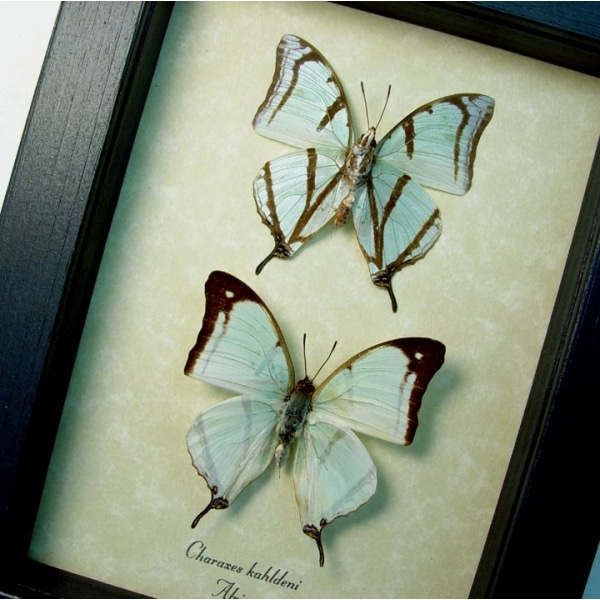 Charaxes kahldeni Pair Butterflies Framed Butterfly Taxidermy Display
