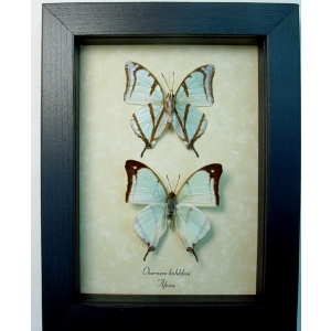 Charaxes kahldeni Pair Butterflies Framed Butterfly Taxidermy Display