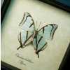 Charaxes kahldeni Verso Mint Green Butterflies Framed Taxidermy Display