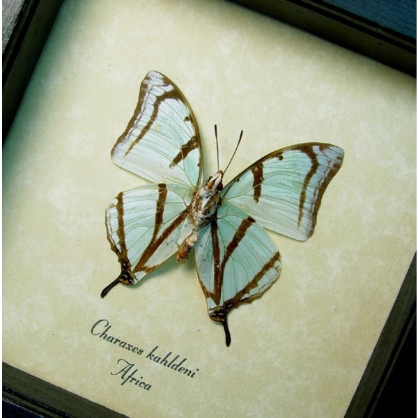 Charaxes kahldeni Verso Mint Green Butterflies Framed Taxidermy Display