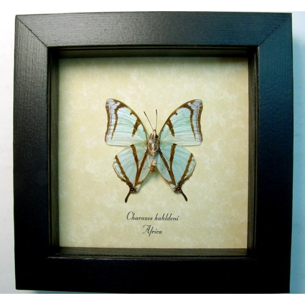 Charaxes kahldeni Verso Mint Green Butterflies Framed Taxidermy Display