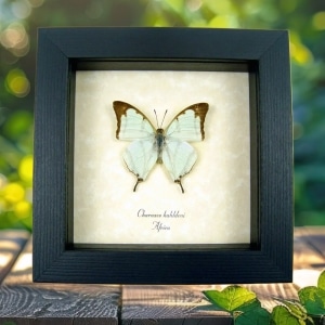 Charaxes kahldeni Mint Green African Butterfly Framed Taxidermy Display