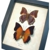 Charaxes latona set Orange Emperor Butterflies Framed Display