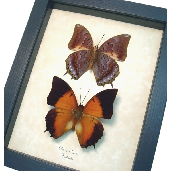 Charaxes latona set Orange Emperor Butterflies Framed Display