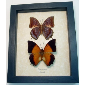 Charaxes latona set Orange Emperor Butterflies Framed Taxidermy Display