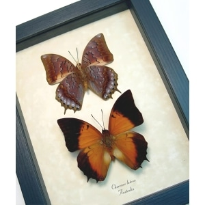Charaxes latona set Orange Emperor Butterflies Framed Display