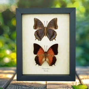 Orange Emperor Butterflies Charaxes latona set Framed Butterfly Taxidermy Display