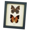Orange Emperor Butterflies Charaxes latona set Framed Butterfly Taxidermy Display