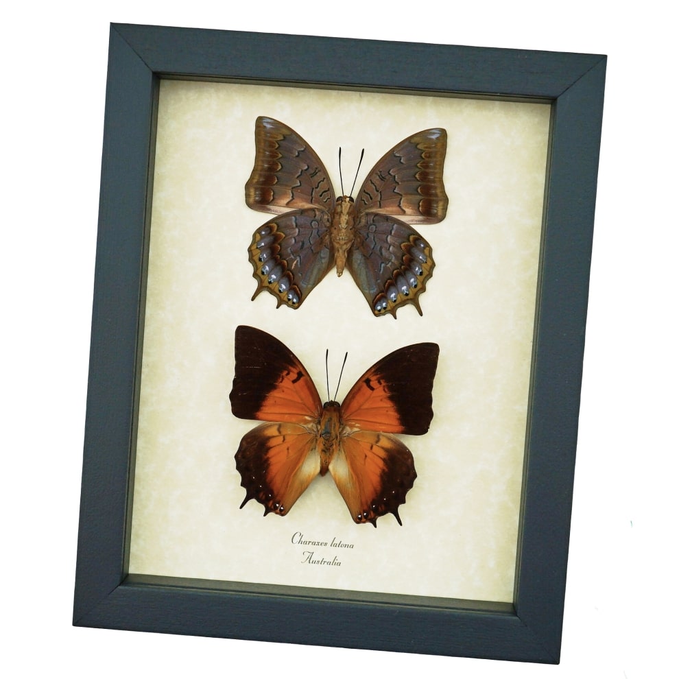 Orange Emperor Butterflies Charaxes latona set Framed Butterfly Taxidermy Display