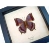 Charaxes latona Verso Orange Emperor Butterfly Framed Taxidermy Display