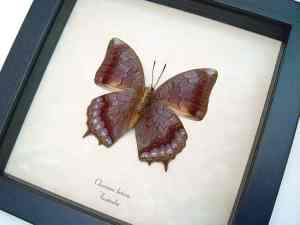 Charaxes latona Verso Orange Emperor Butterfly Framed Taxidermy Display