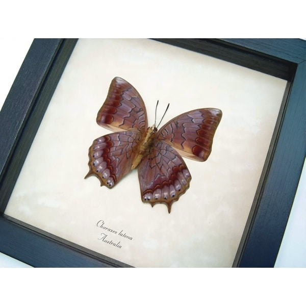 Charaxes latona Verso Orange Emperor Butterfly Framed Taxidermy Display