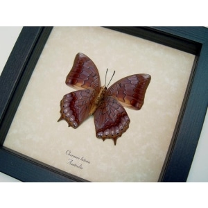 Charaxes latona Verso Orange Emperor Butterfly Framed Taxidermy Display