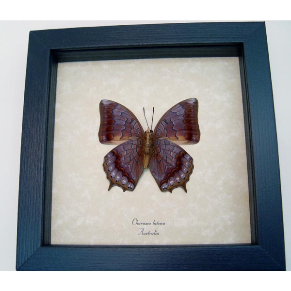 Charaxes latona Verso Orange Emperor Butterfly Framed Taxidermy Display