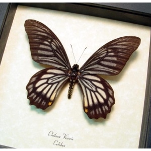 Chilasa veiovis Black Gothic Skull Butterfly Framed Taxidermy Display