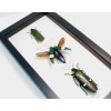 Jewel Beetle Collection Metallic Wood Boring Beetles Framed Taxidermy Display