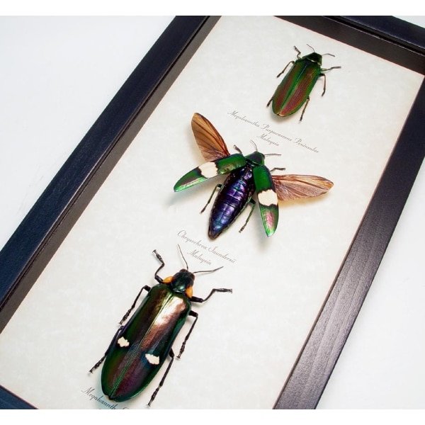 Jewel Beetle Collection Metallic Wood Boring Beetles Framed Taxidermy Display
