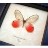 Cithaerias merolina Pink Glasswing Butterfly Blushing Phantom Framed Taxidermy Display