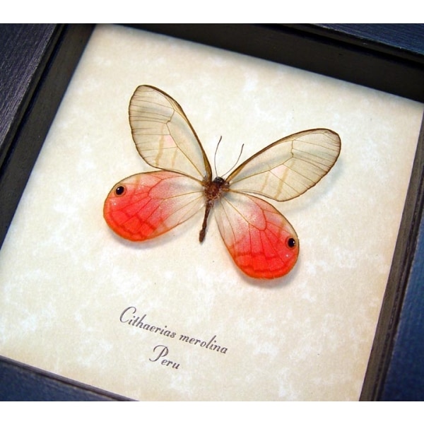 Cithaerias merolina Pink Glasswing Butterfly Blushing Phantom Framed Taxidermy Display