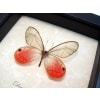 Cithaerias merolina Pink Glasswing Butterfly Blushing Phantom Framed Taxidermy Display