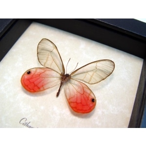 Cithaerias merolina Pink Glasswing Butterfly Blushing Phantom Framed Taxidermy Display