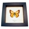 Dark Clouded Yellow Butterfly Colias croceus Framed Taxidermy Display