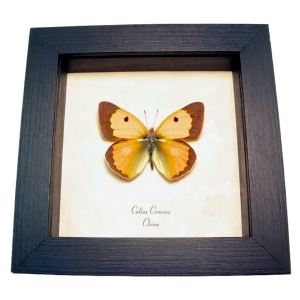 Dark Clouded Yellow Butterfly Colias croceus Framed Taxidermy Display