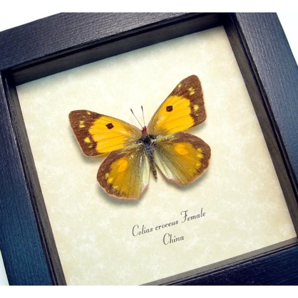 Colias croceus Female Butterfly Dark Clouded Yellow Framed Taxidermy Display